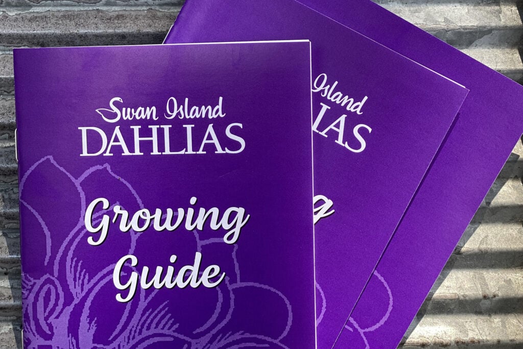 Purple pamphlet cover that says Swan Island Dahlias Growing Guide