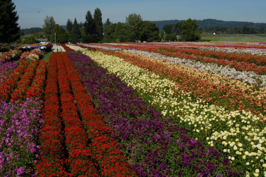 Rows of dahlias in red, purple, yellow, and orange.