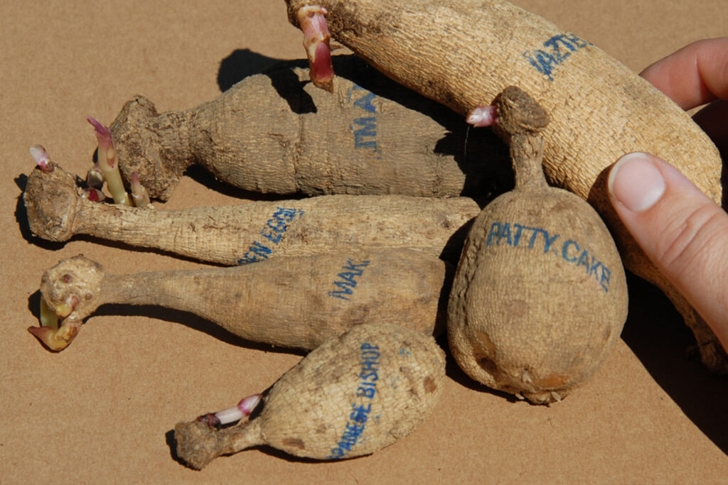 Dahlia tubers with names stamped on them in blue ink.