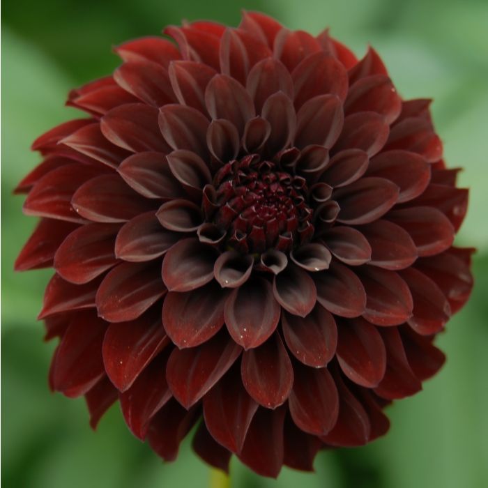 Black dahlia flower