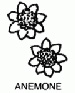Line drawing of a Anemone Dahlia.