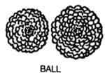 Line drawing of a Ball Dahlia.
