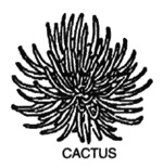 Line drawing of a cactus dahlia