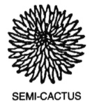 Line drawing of a semi-cactus dahlia