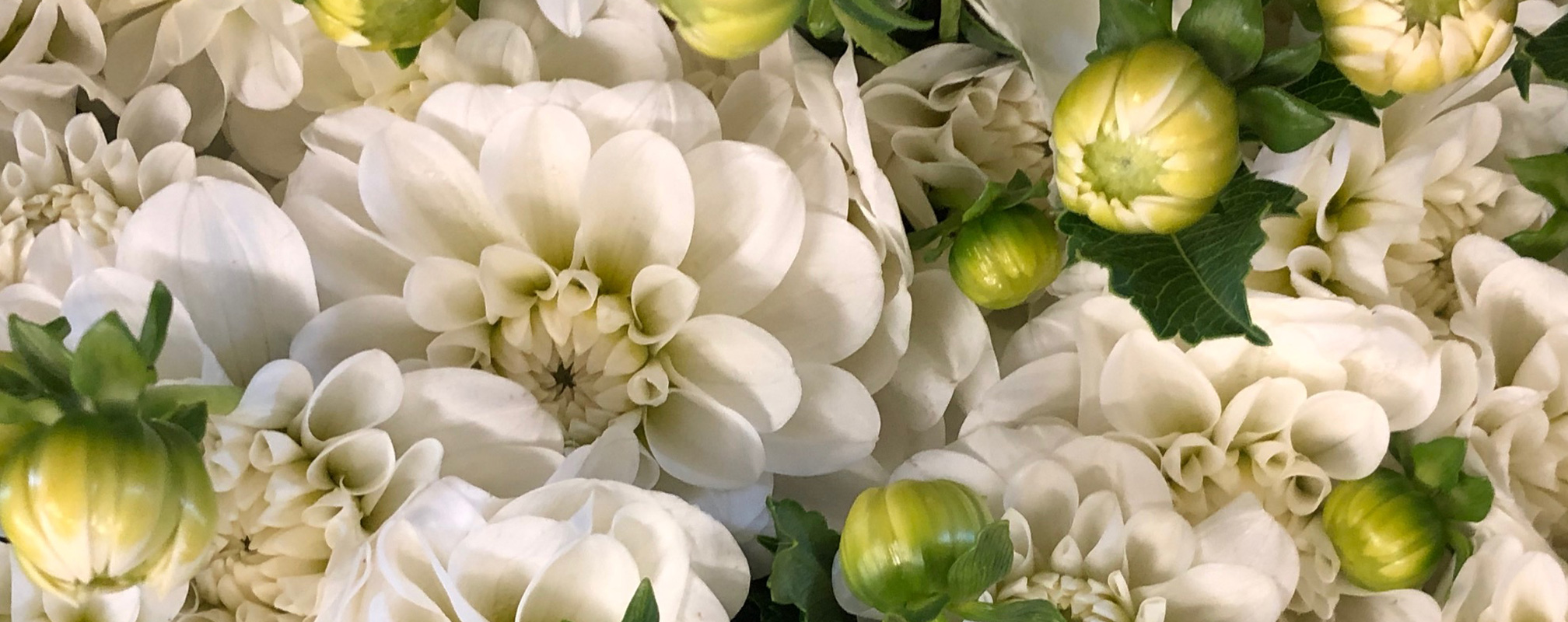 Close-up of white Dahlias