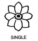 Line drawing of a single dahlia.