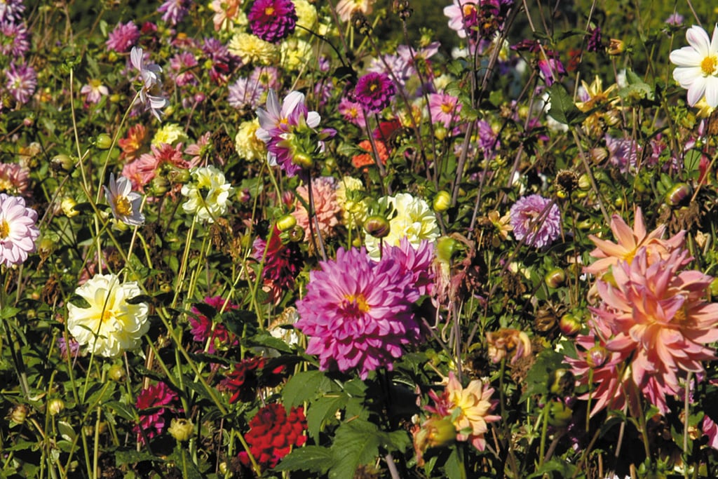 A variety of Dahlias grown from seeds in a field