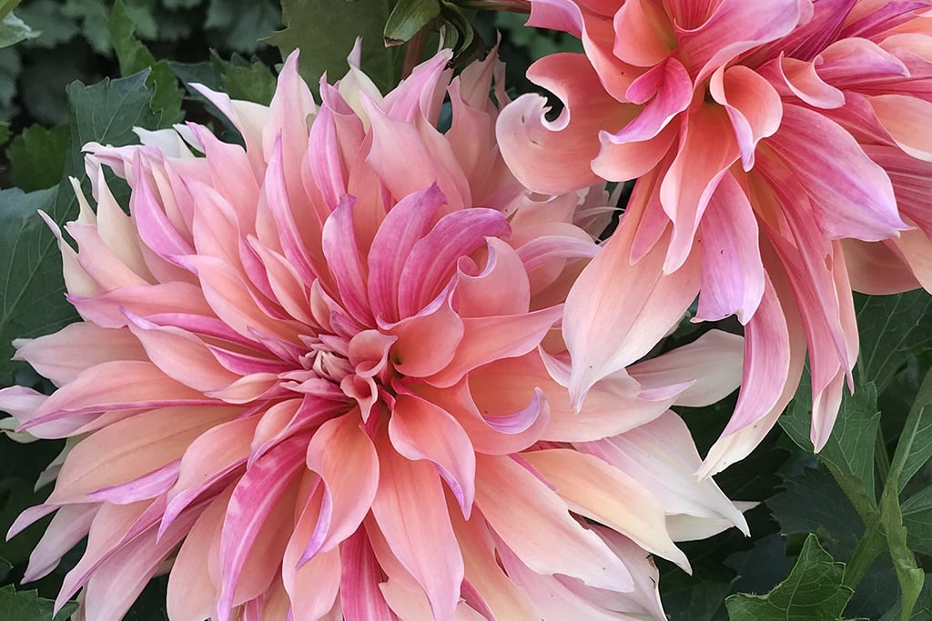 close up of pink and white Labyrinth Dahlia