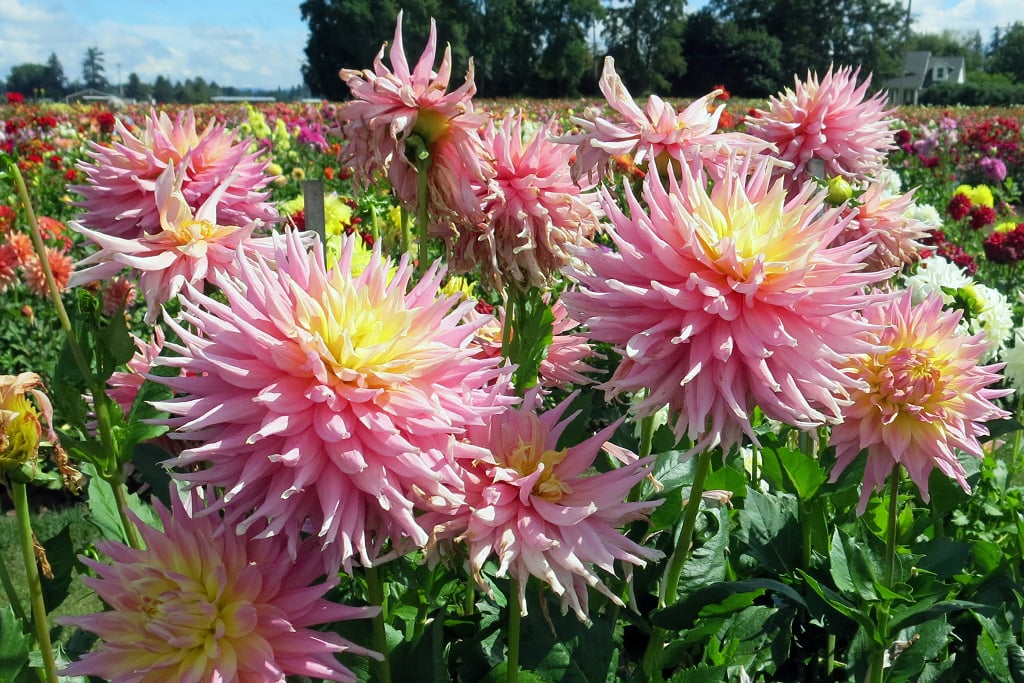 group shot of Clearview Jonas Dahlias in the field