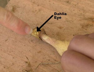A finger pointing to a single Dahlia tuber.