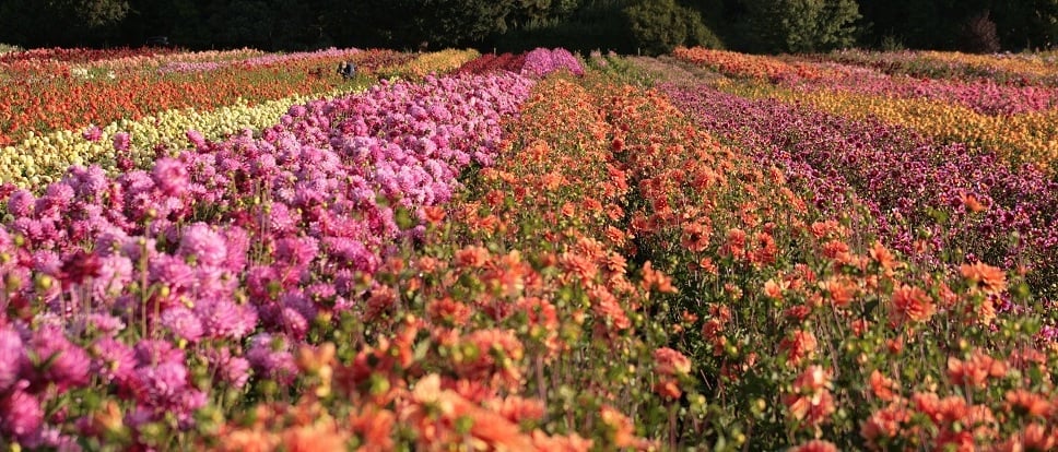 rows of Dahlias in a field