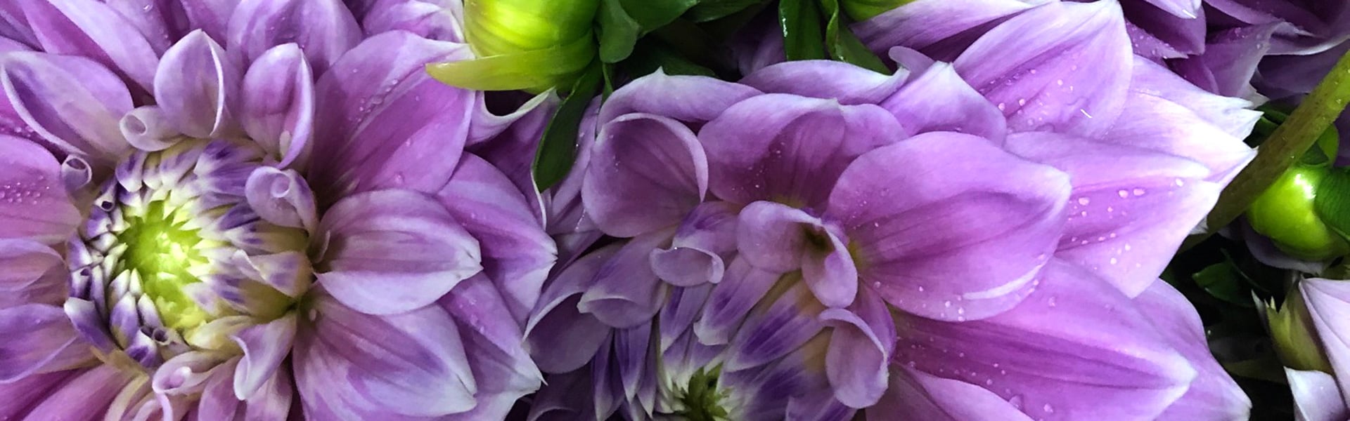 Close up of lilac-colored dahlias - Ferncliff Inspiration
