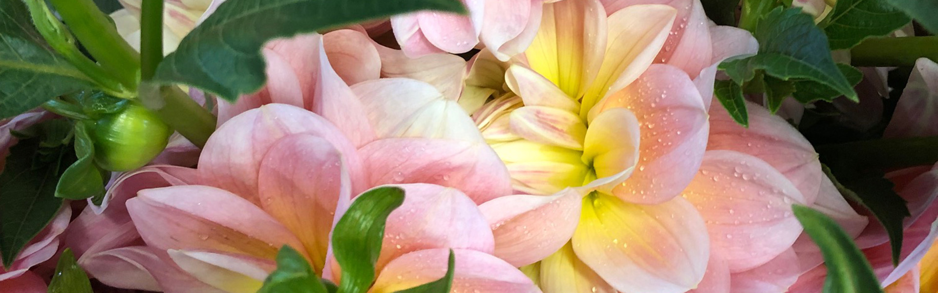 Close-up of light pink and yellow dahlias