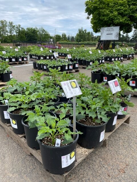 More Potted Dahlias!