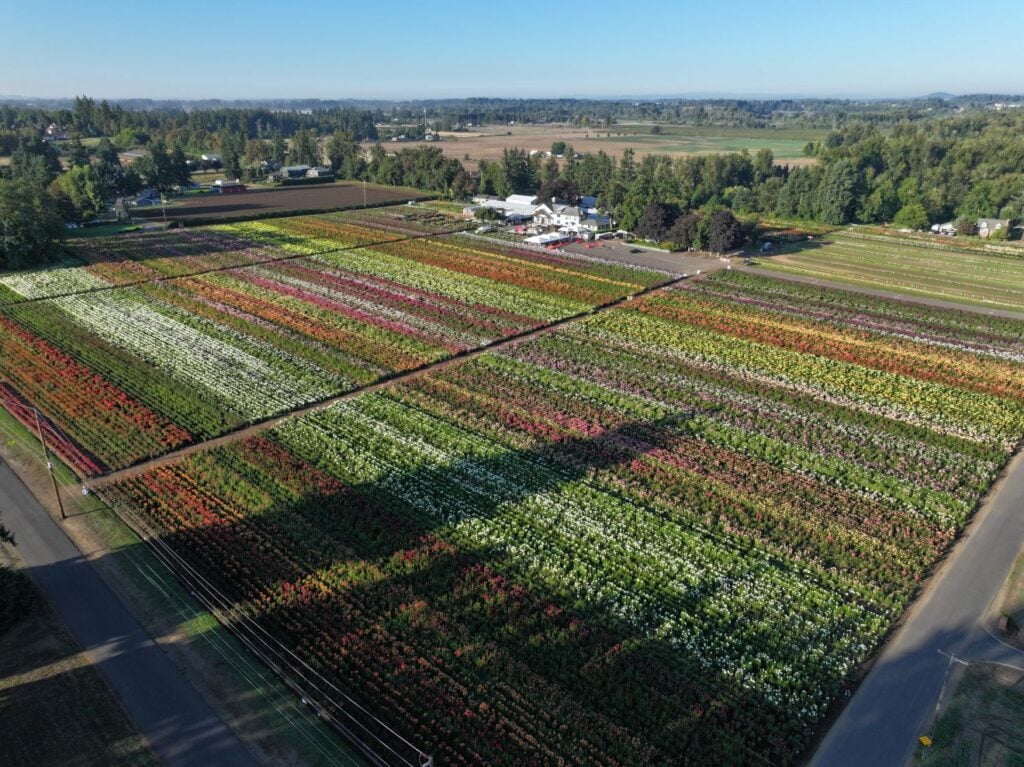Drone image of the 40 acres of dahlia rows.