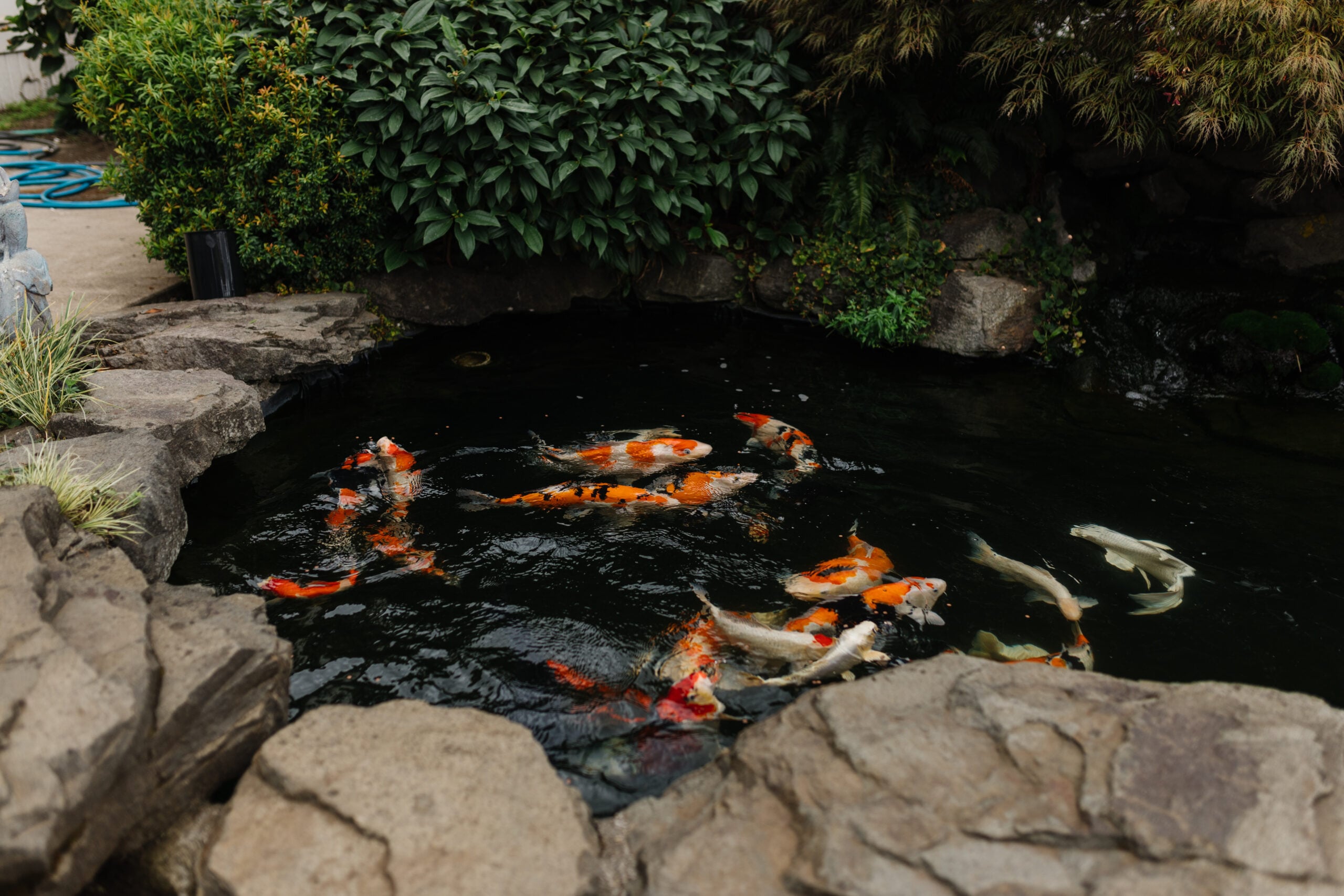 Orange and white mottled koi swim in a rock-lined pond