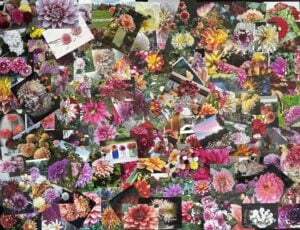 Photo Contest