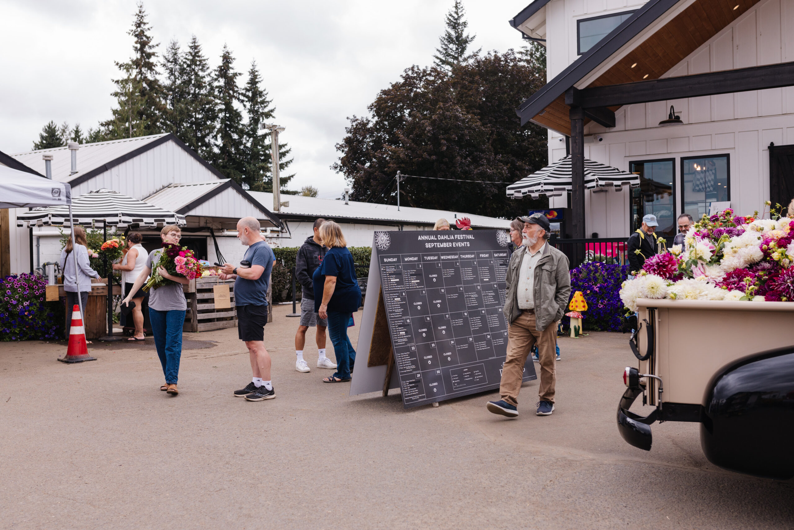 People walk around a dahlia festival. An event schedule sign is displayed nearby.