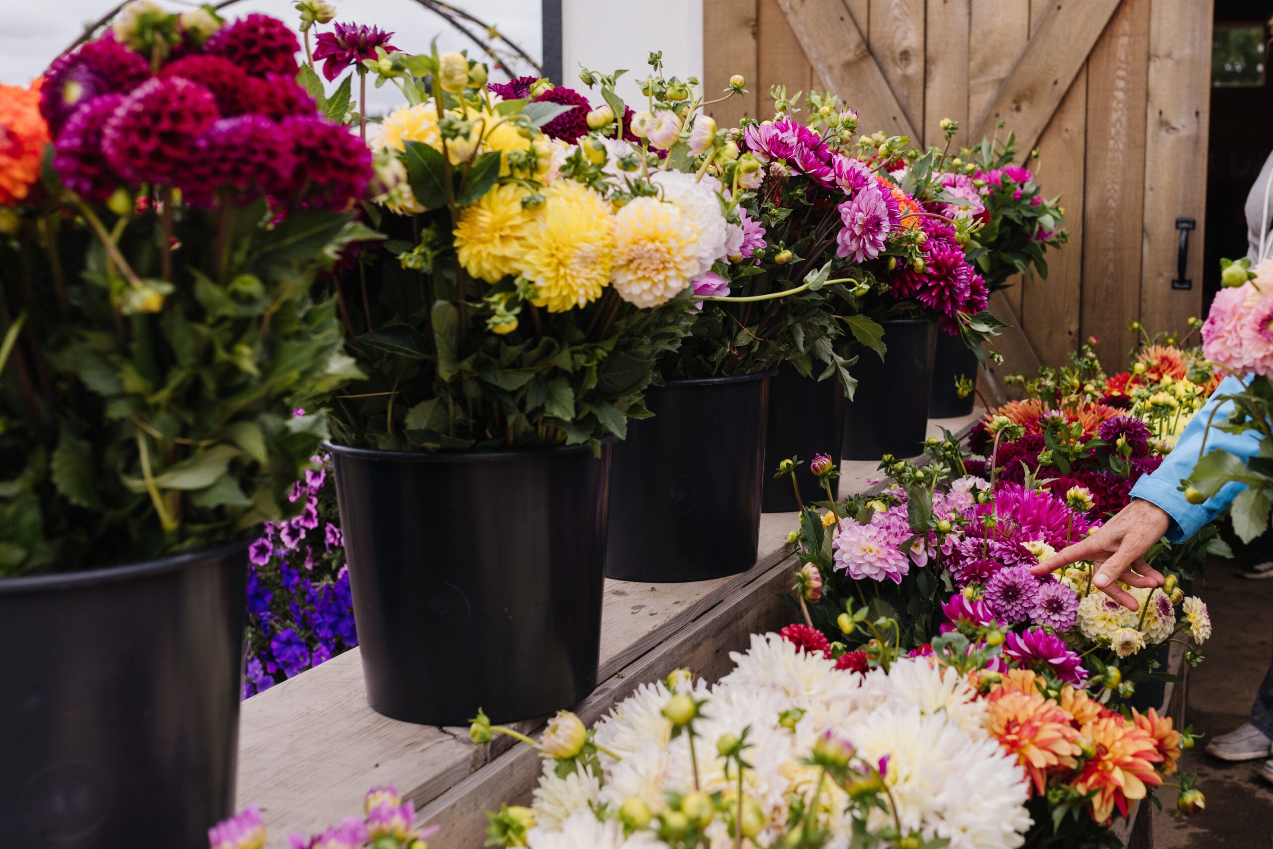 Colorful dahlias in black pots are arranged on a table. A person in a blue jacket is pointing to a flower among the blooms. A wooden door is visible in the background.
