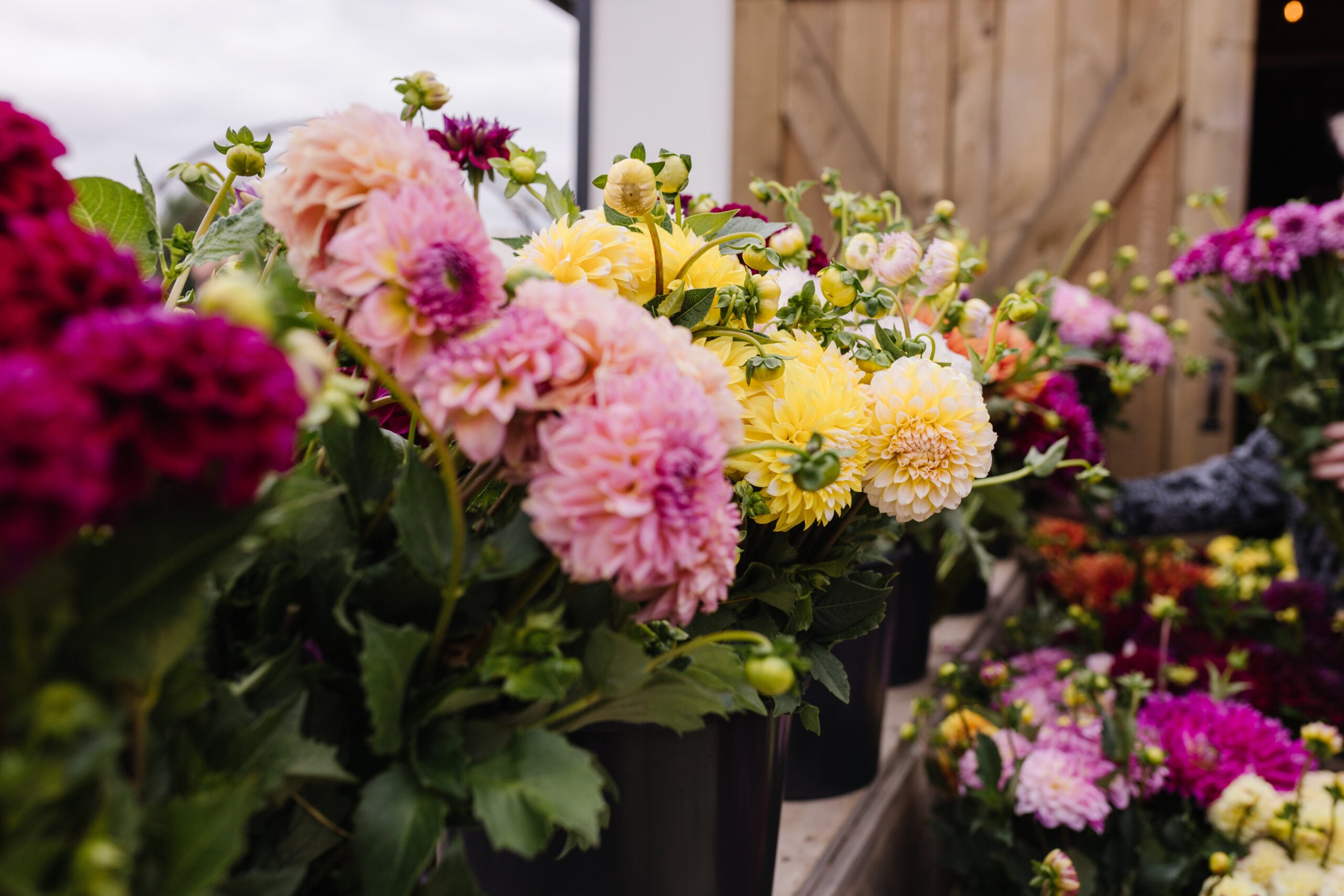 Fresh Cut Dahlias - Stand