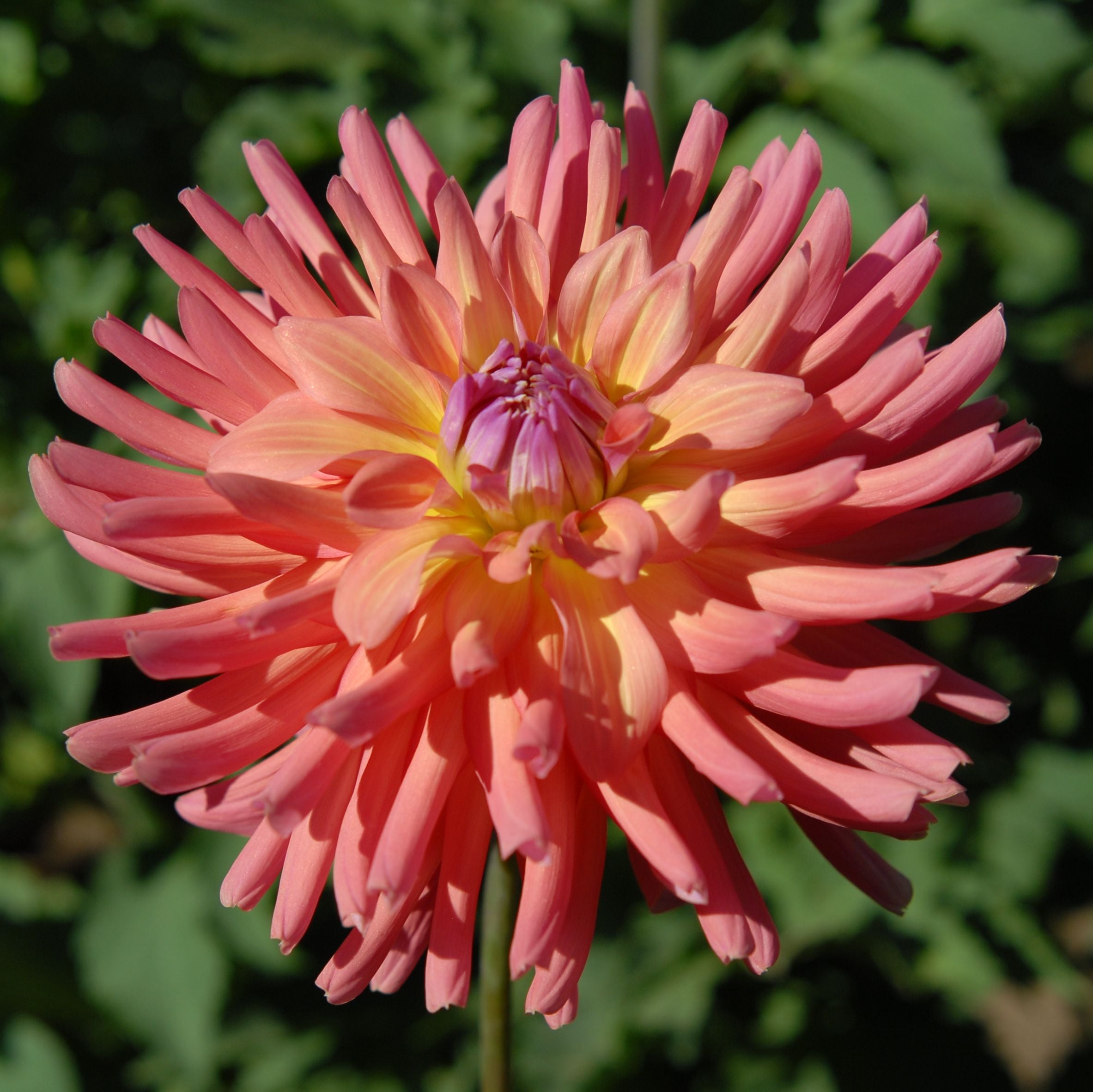 A painted scene of the dahlia fields with a mountain in the background from one of the previous classes