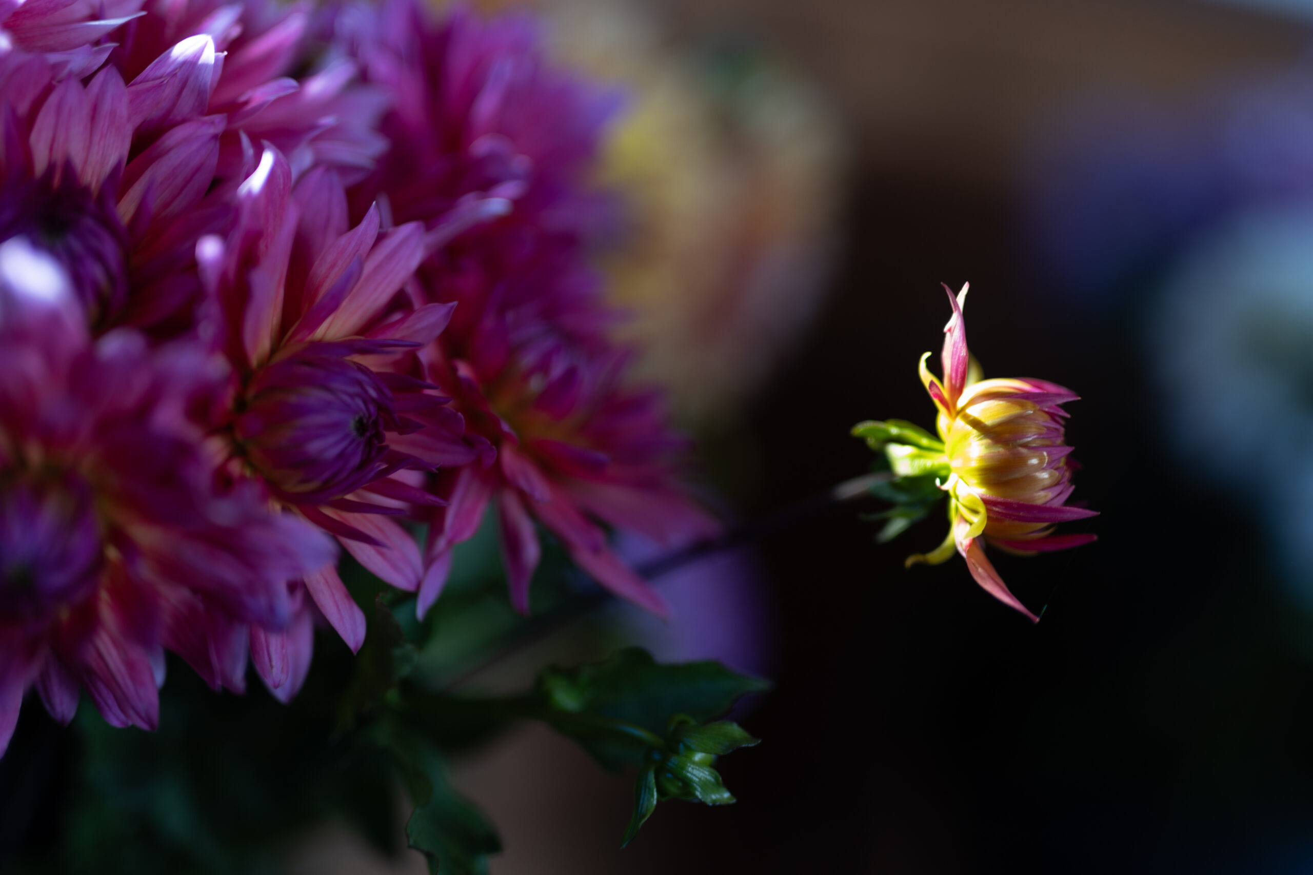 Dahlia Cut Flower - sunlight