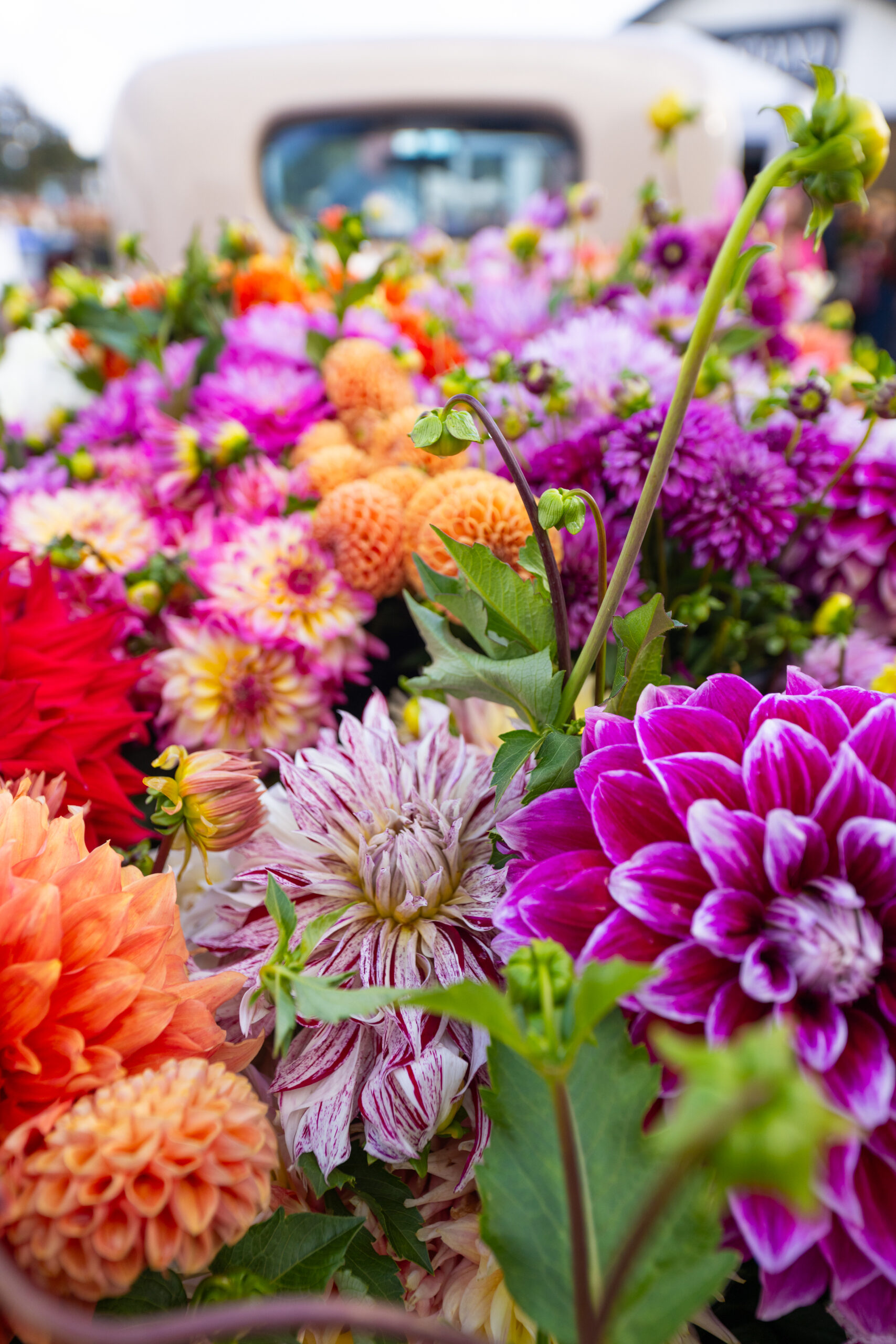 Swan Island Dahlias photo 9