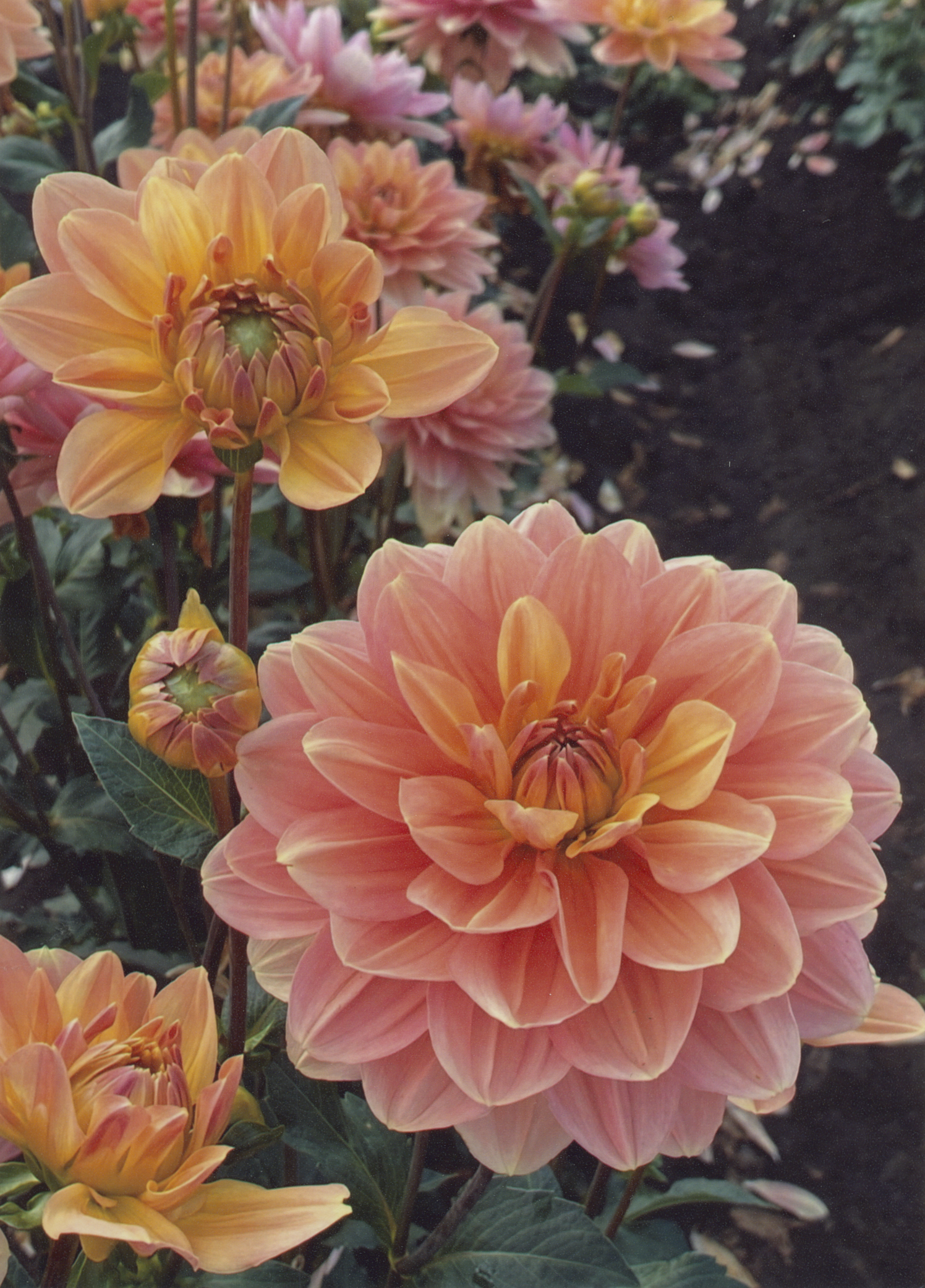 2025 - Photo Contest - Honorable Mention - Mary C.