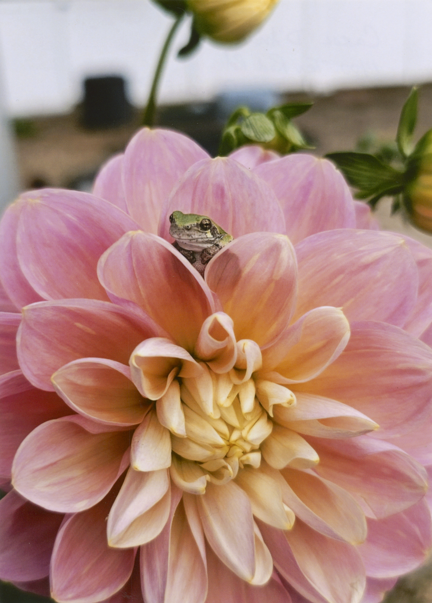 2025 - Photo Contest - Honorable Mention - Carol D.