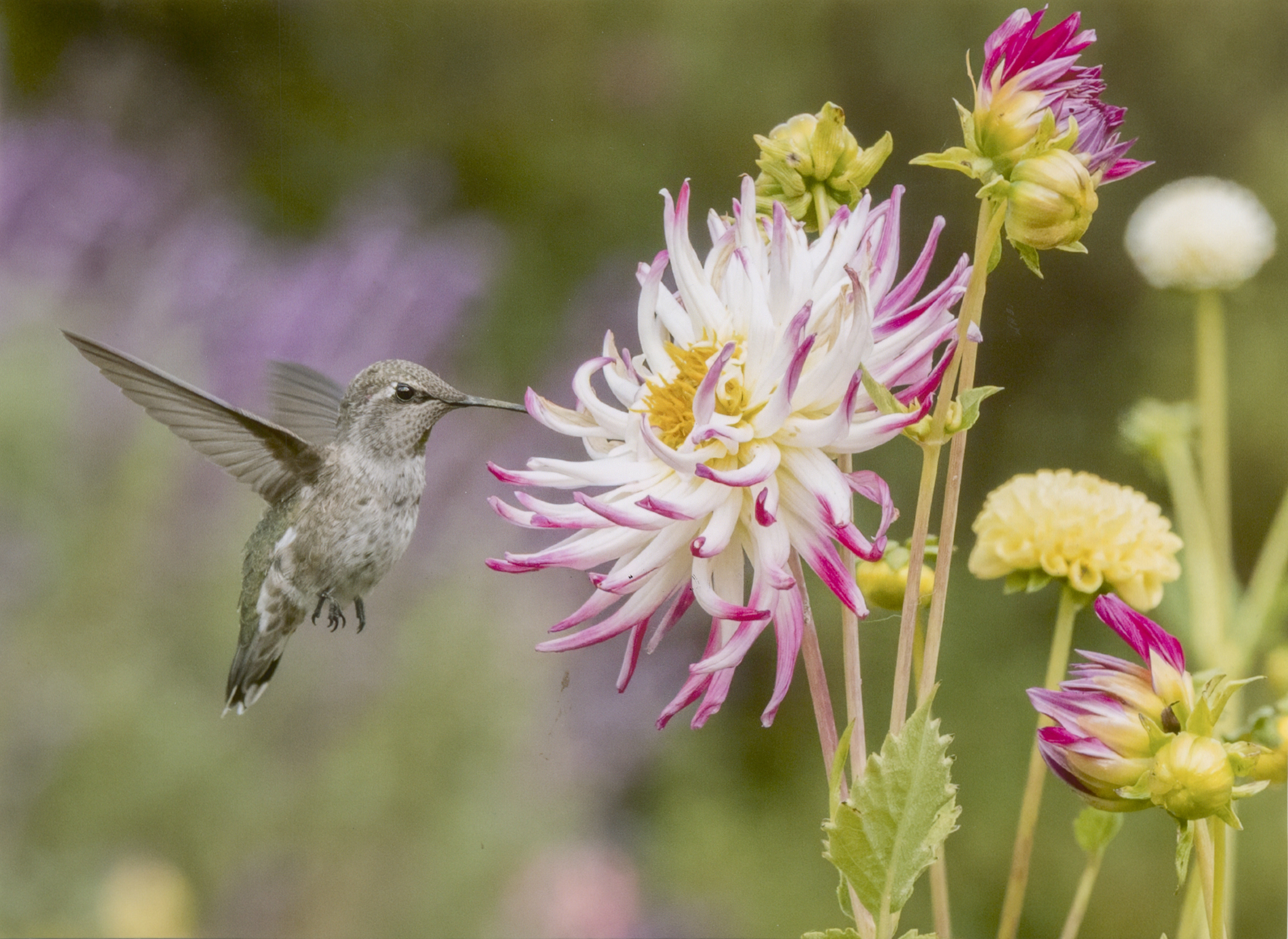 2025 - Photo Contest - Honorable Mention - Sheryl H.