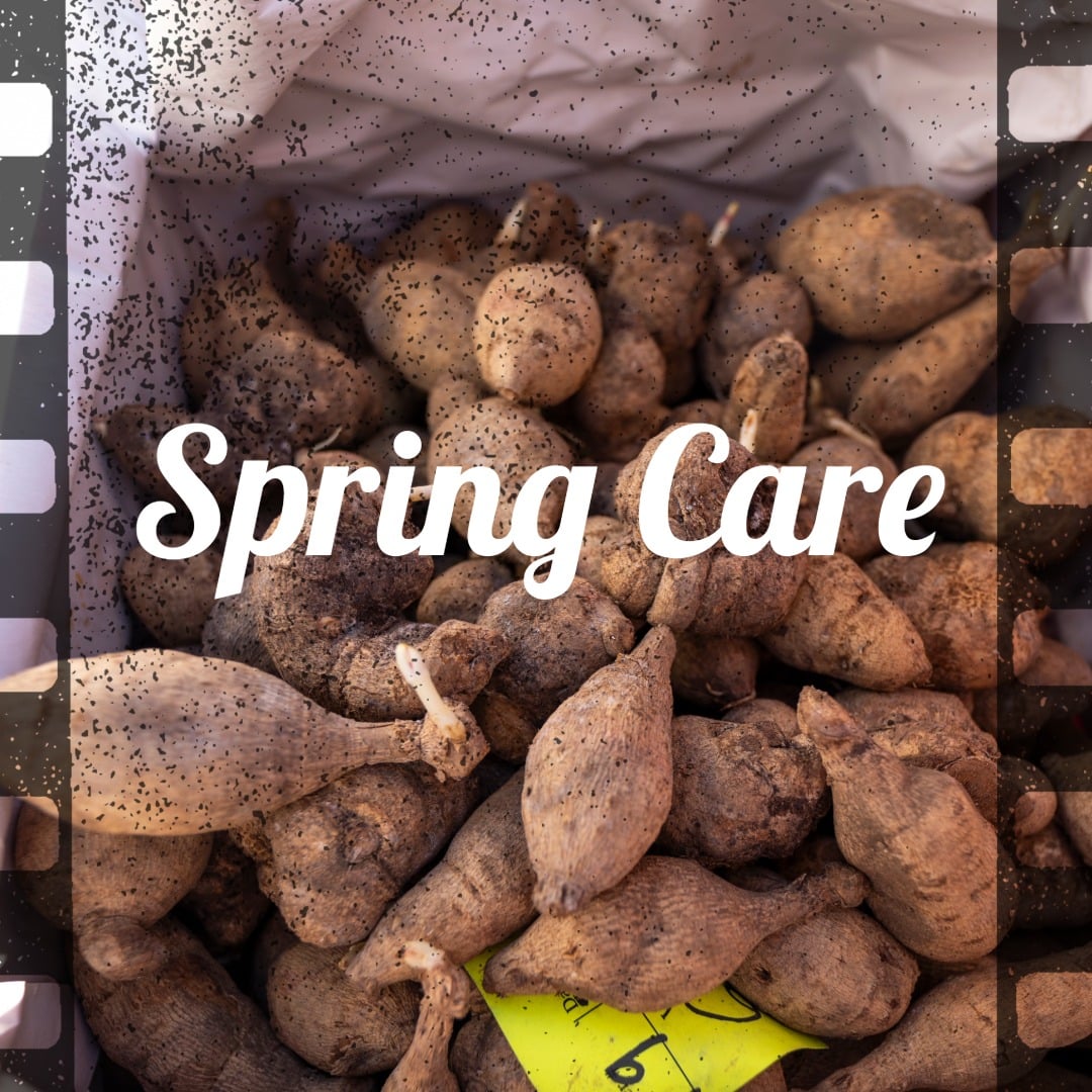 WINTER CARE FOR DAHLIAS